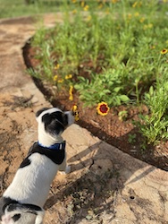Floquinho no parque